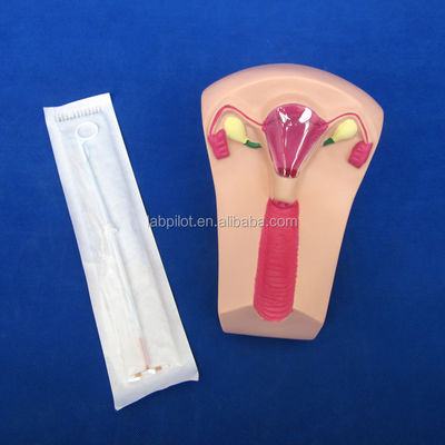 医療 医学 PVC IUD 挿入トレーナー 子宮 女性 子宮内器具 シミュレーター モデル