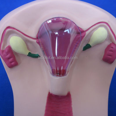 医療 医学 PVC IUD 挿入トレーナー 子宮 女性 子宮内器具 シミュレーター モデル