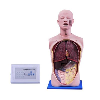 人間の生体サイズ 多機能看護マニキン 吸気と気管解剖訓練