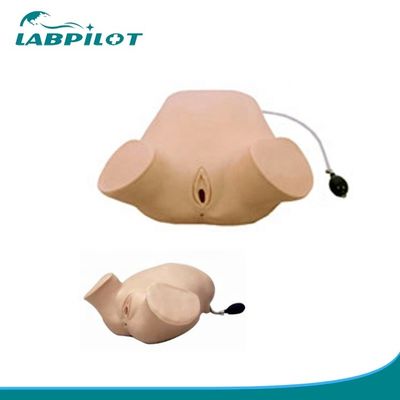 PVC 妊婦 4 ステップ パルパーション レオポルド マネーバー バジナル 検査 シミュレーター