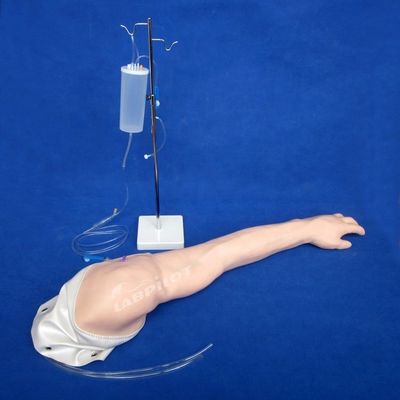 静脈注射のための全般的な静脈注射訓練腕 人間の生命体サイズモデル