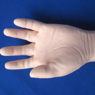 静脈注射のための全般的な静脈注射訓練腕 人間の生命体サイズモデル