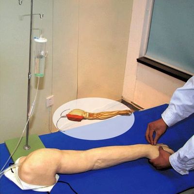 静脈注射のための全般的な静脈注射訓練腕 人間の生命体サイズモデル