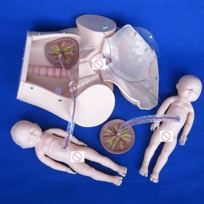 人体サイズ 妊婦人形 赤ちゃん 産児シミュレーター 医療科学モデル