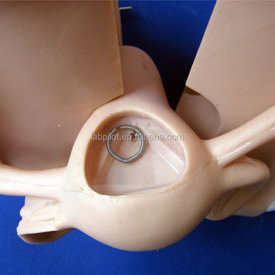 家族 計画 避妊 ガイド モデル 人 の 生活 サイズ IUD の 設置 と 取り除き