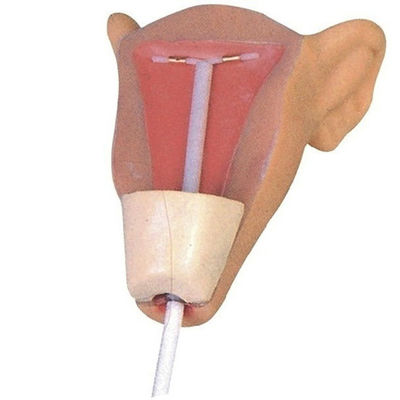 避妊 シミュレーター 子宮 挿入 の 家族 計画 と IUD 訓練 モデル