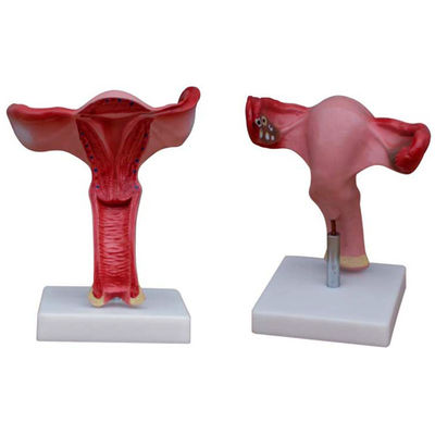 女性内外生殖器 ヒト生命のサイズのモデル医学