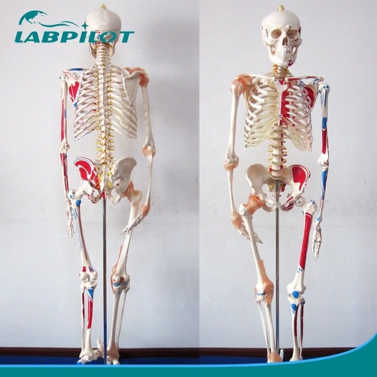 医学科学教育モデル 180cm 高さ 肌と筋帯を持つ色素の骨格