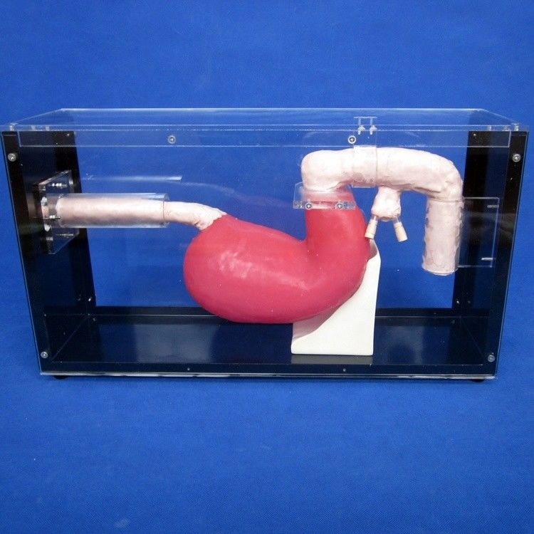 人体サイズ ガストロスコップ 胃腸解剖学教育のためのダウデノスコップとERCP