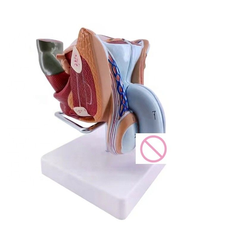 人間の生殖器官 シミュレーション 臨床のための解剖学男性生殖器官モデル