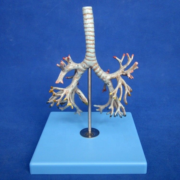 医療用ヒト支管模型 生命体サイズで設計されたPVC型肺管モデル